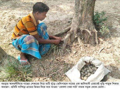 আদমদীঘিতে এক আদিবাসীর গাছের শেকর খুঁড়ে শামুক শিকার আদমদীঘিতে এক আদিবাসীর গাছের শেকর খুঁড়ে শামুক শিকার